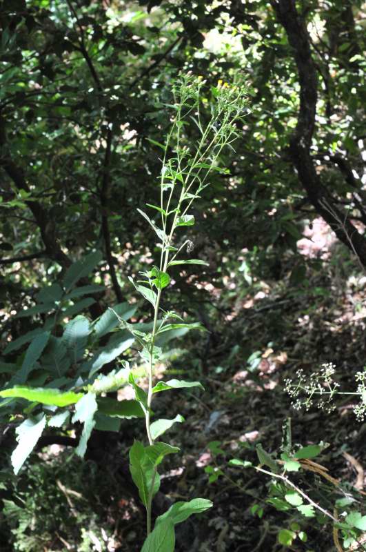 Pentanema conyzae (=Inula conyzae) / Enula baccherina